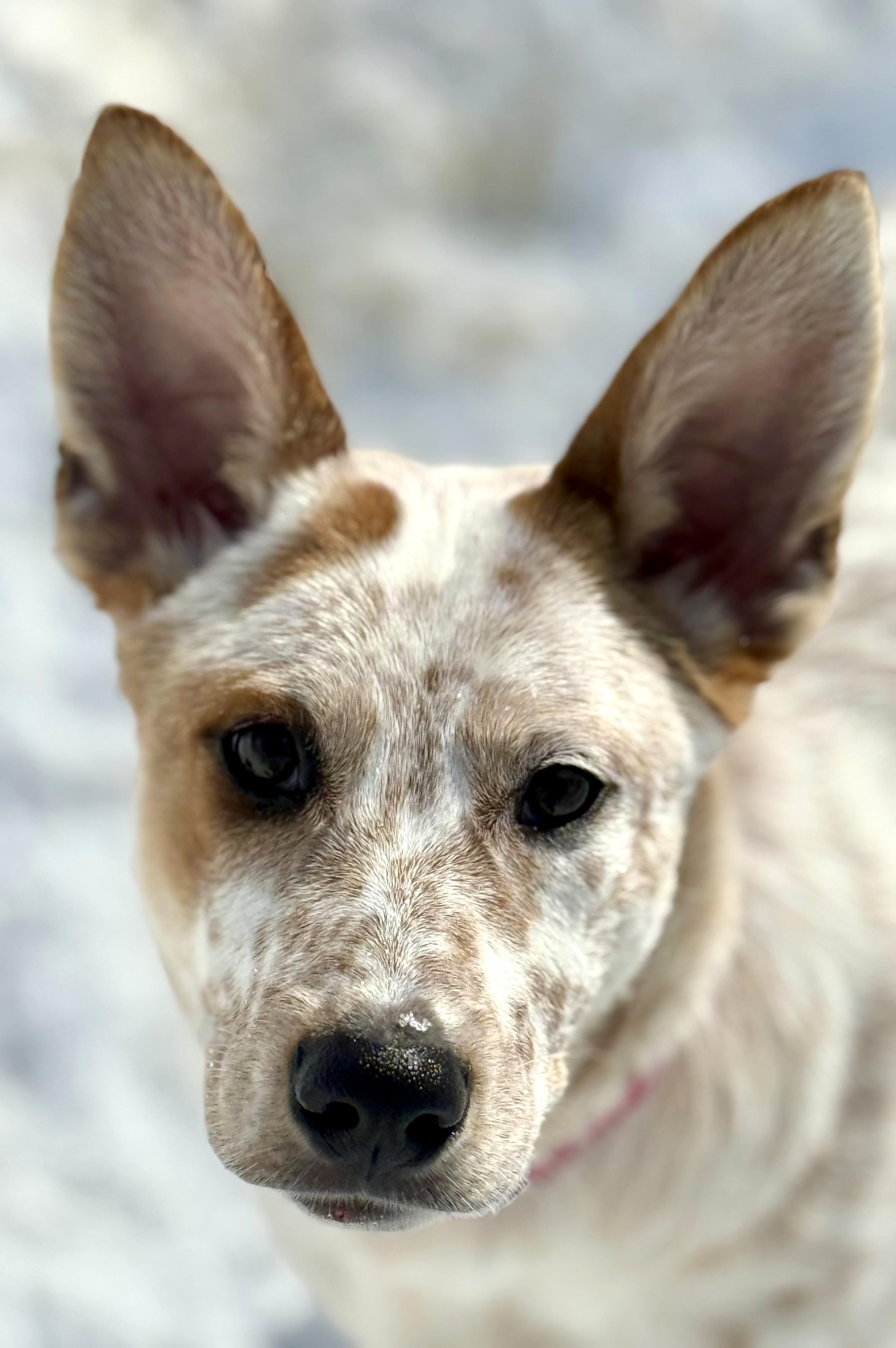 Alice, a ADOPTABLE mixed breed in Southport, CT image 2/5