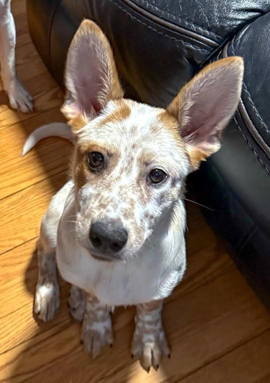 Alice, a ADOPTABLE mixed breed in Southport, CT image 5/5