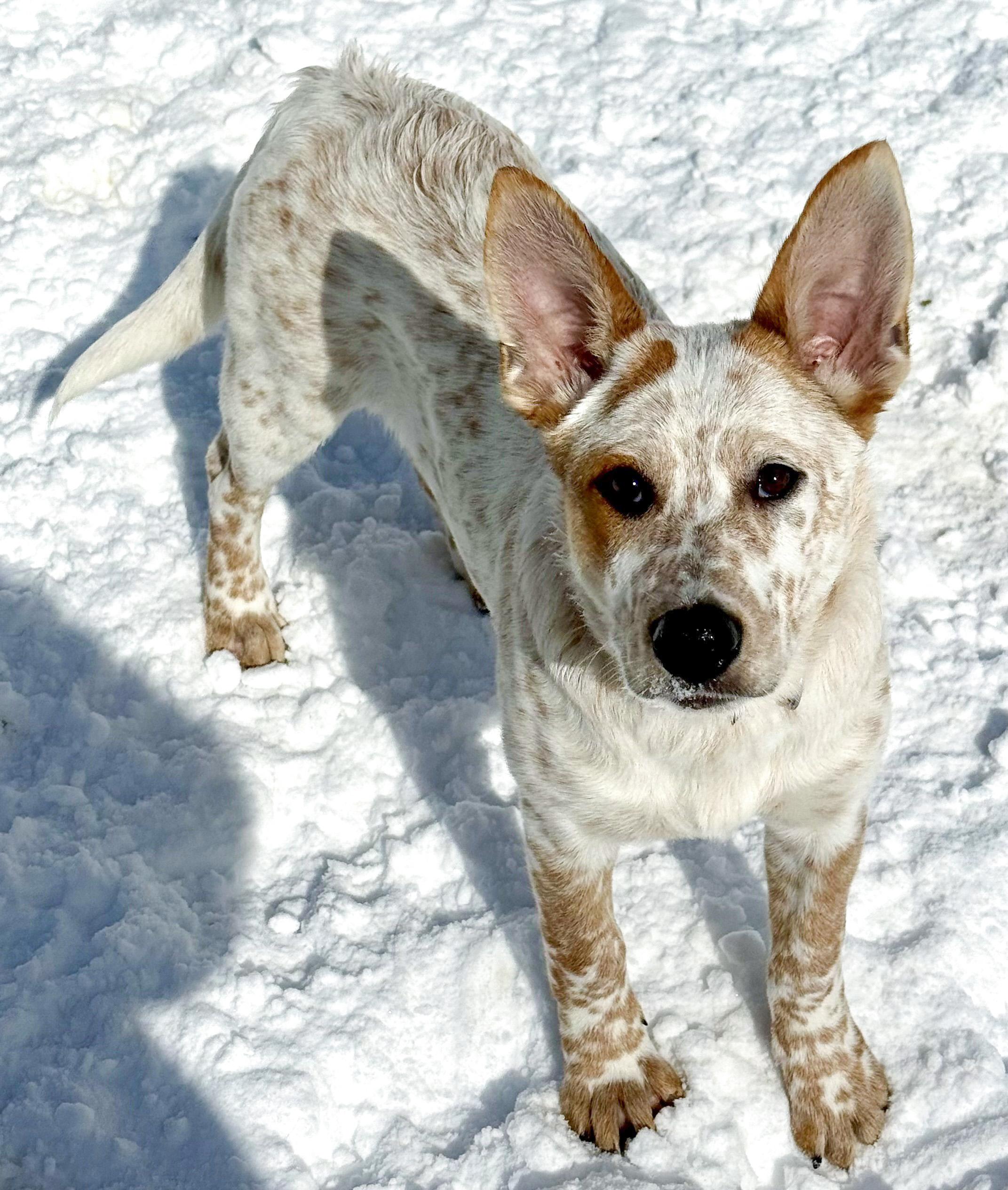Alice, a ADOPTABLE mixed breed in Southport, CT image 4/5