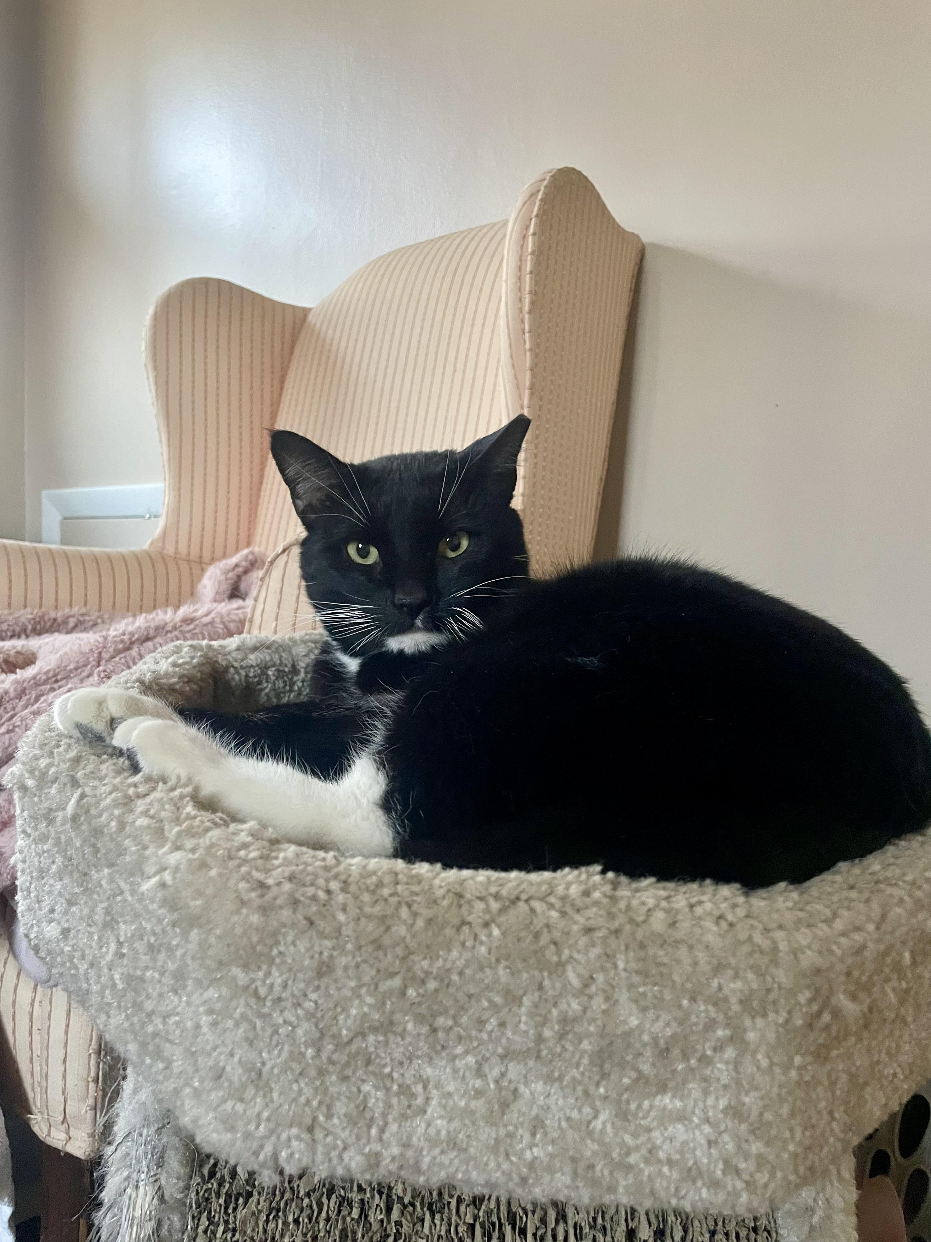 Enlarge SYLVESTER , a ADOPTABLE Tuxedo in Independence, OH image 2/4