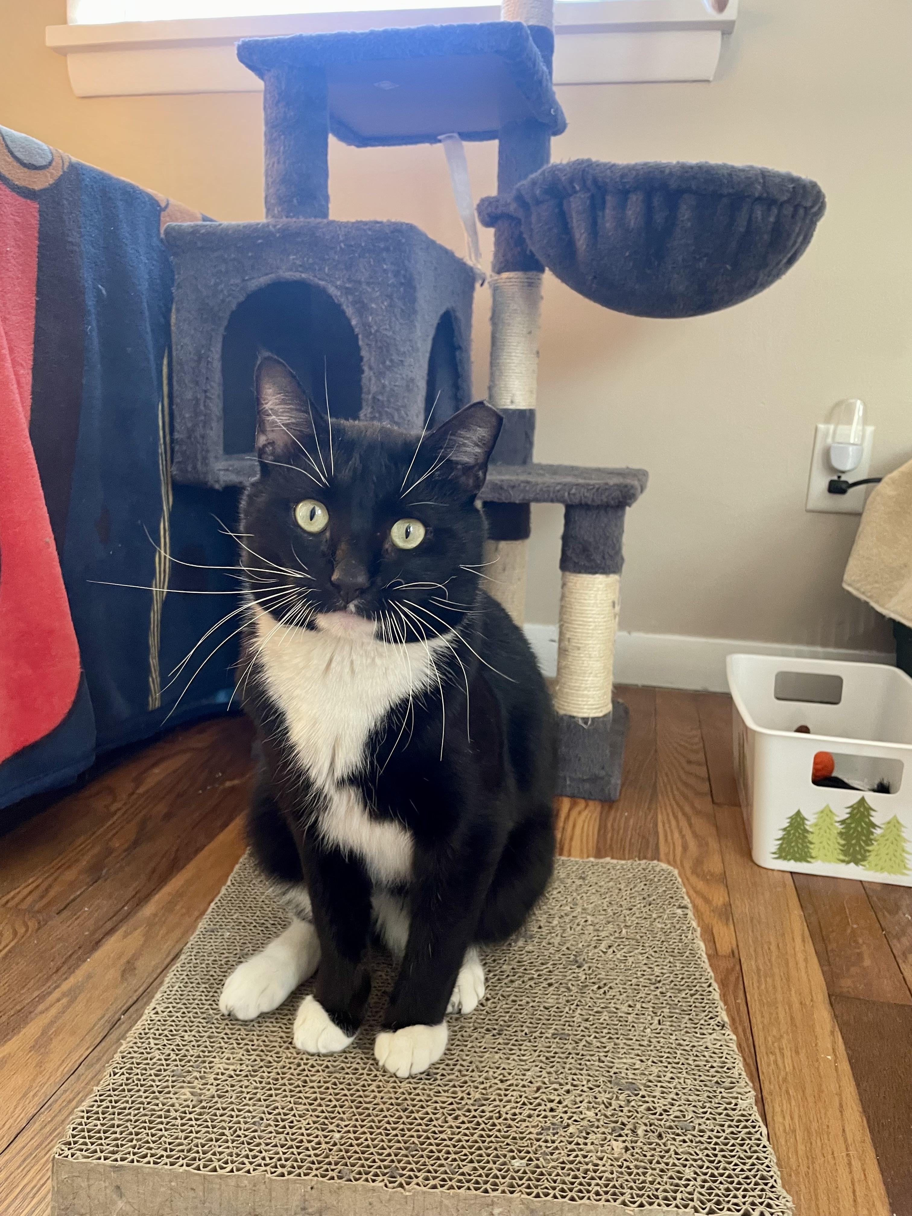Enlarge SYLVESTER , a ADOPTABLE Tuxedo in Independence, OH image 3/4