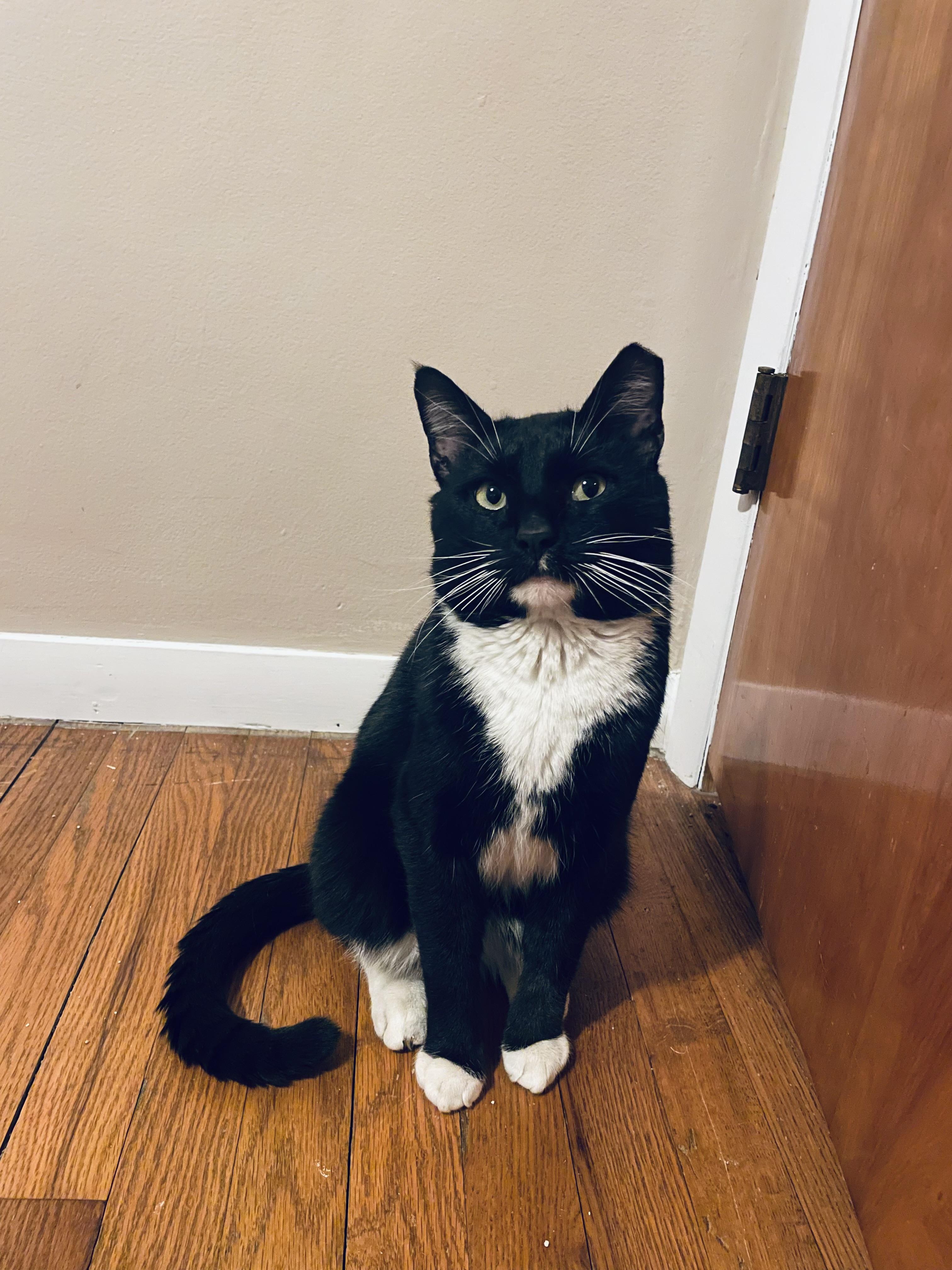 SYLVESTER , ADOPTABLE, Adult Male Tuxedo.