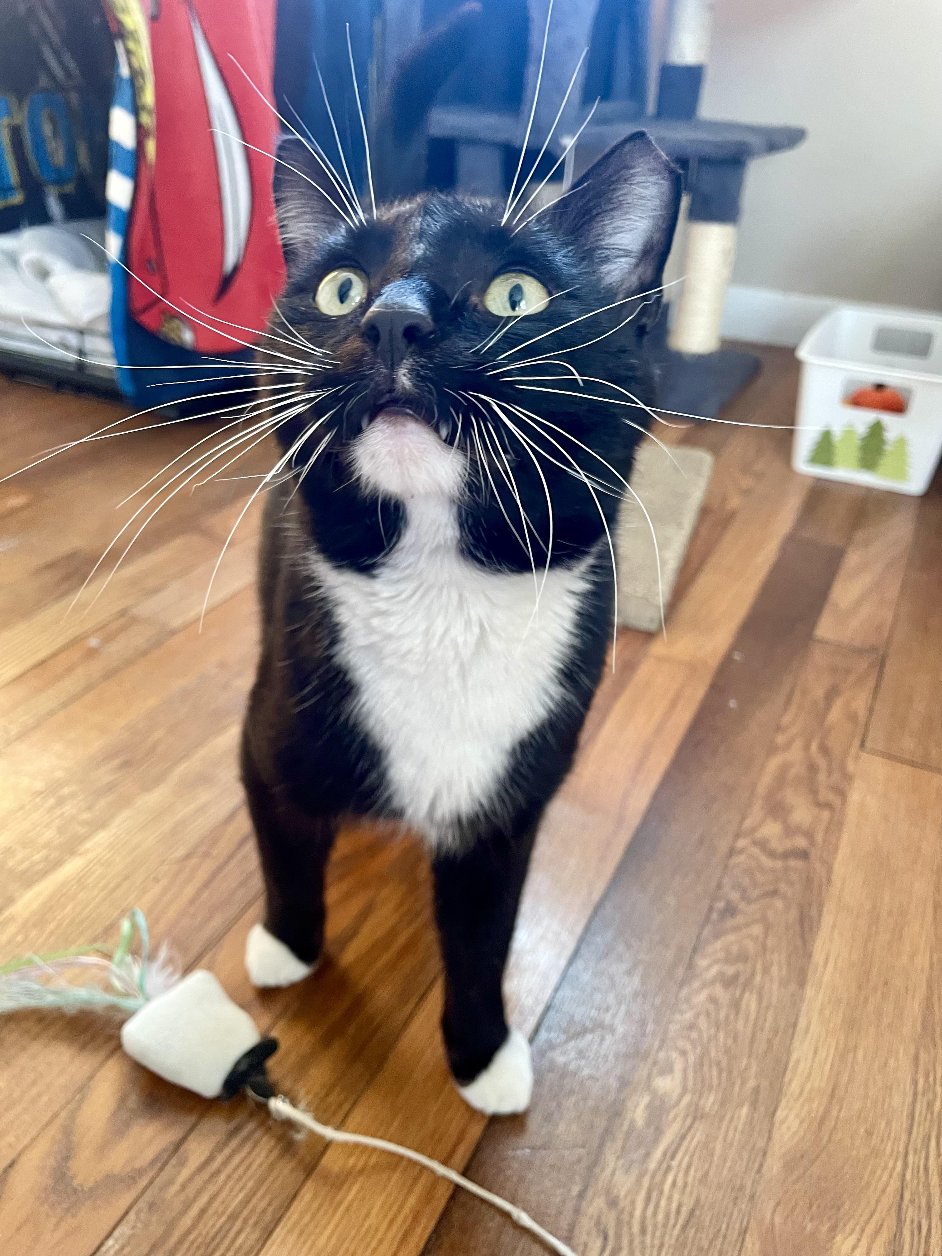 Enlarge SYLVESTER , a ADOPTABLE Tuxedo in Independence, OH image 4/4