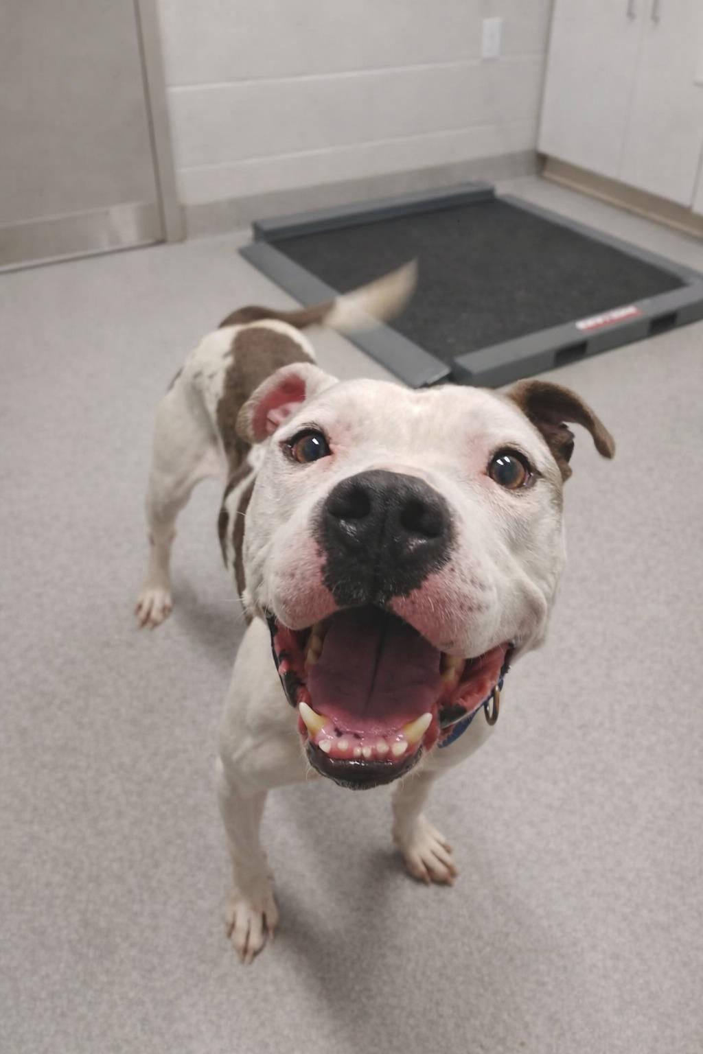 Enlarge Stone , a Adoptable Mixed Breed in Moundsville, WV image 1/1