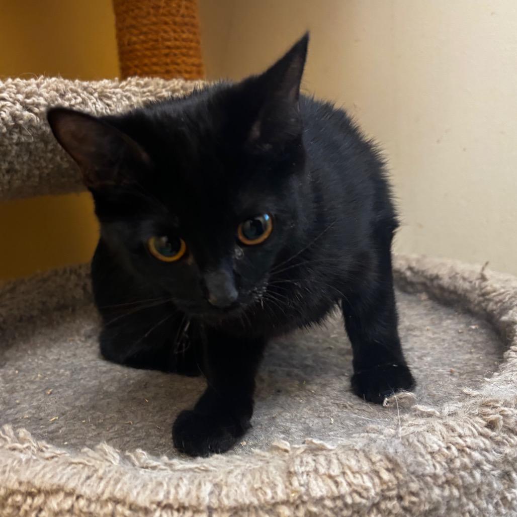 Green Beans-30663, Adoptable, Young Female Domestic Short Hair.
