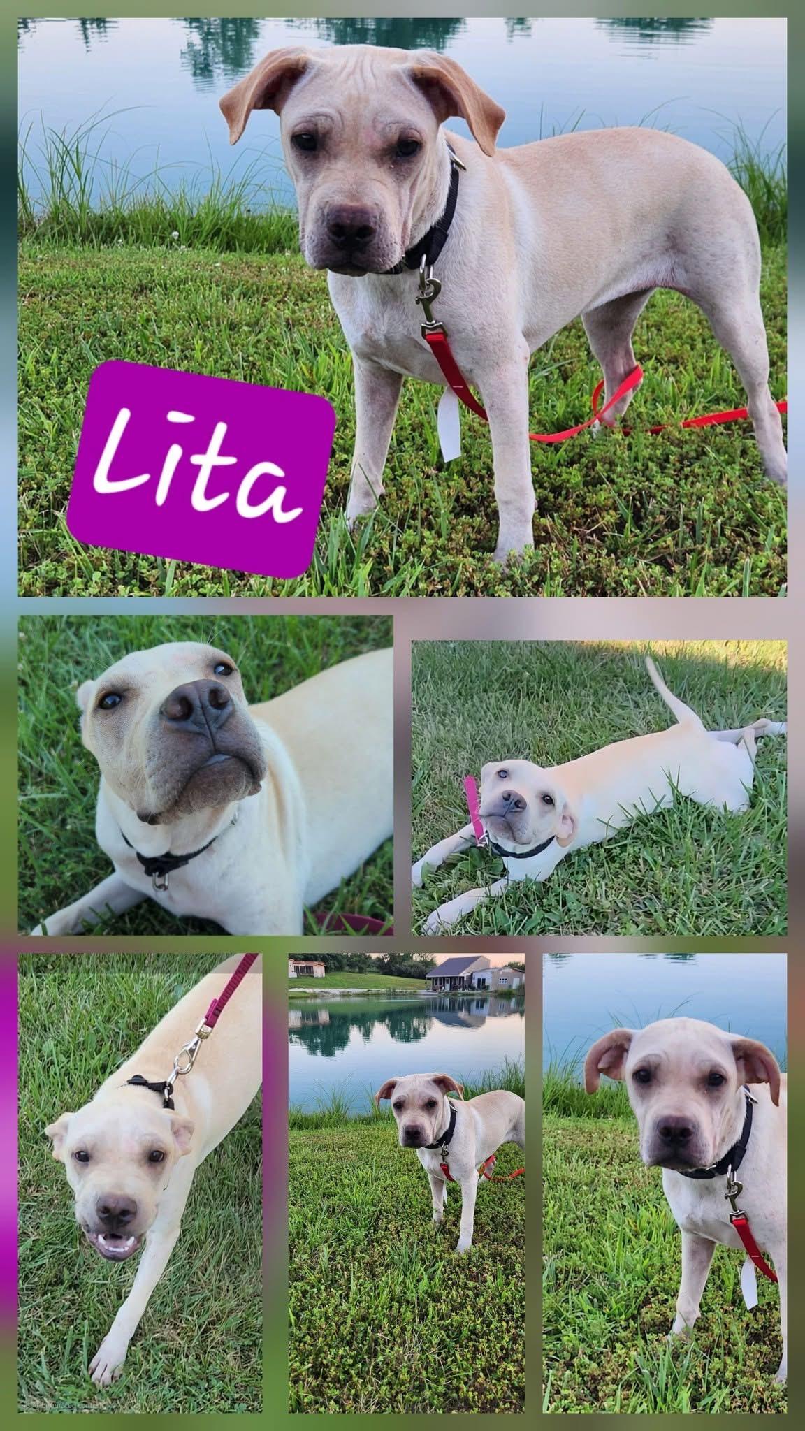 Lita, adoptable, Puppy Female Labrador Retriever & Pit Bull Terrier.