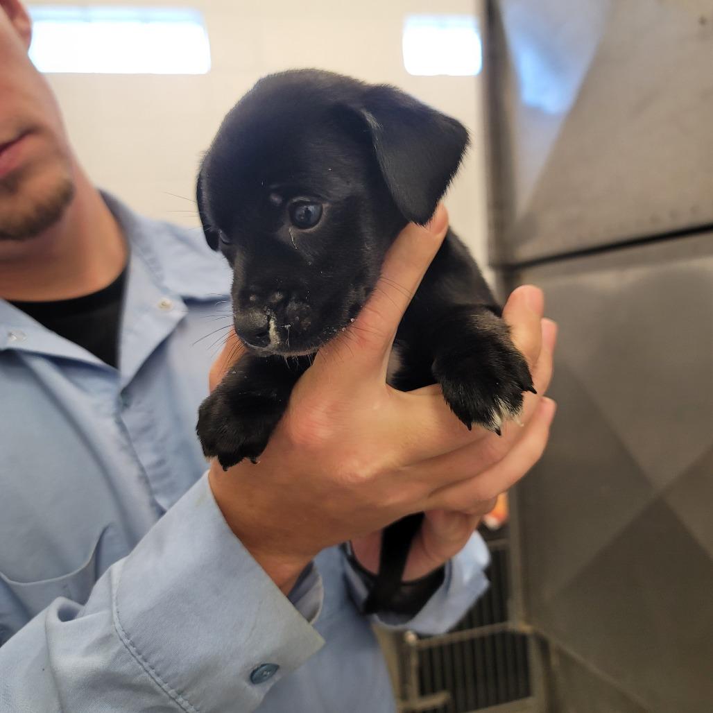 Tucker, ADOPTABLE, Puppy Male Mixed Breed.