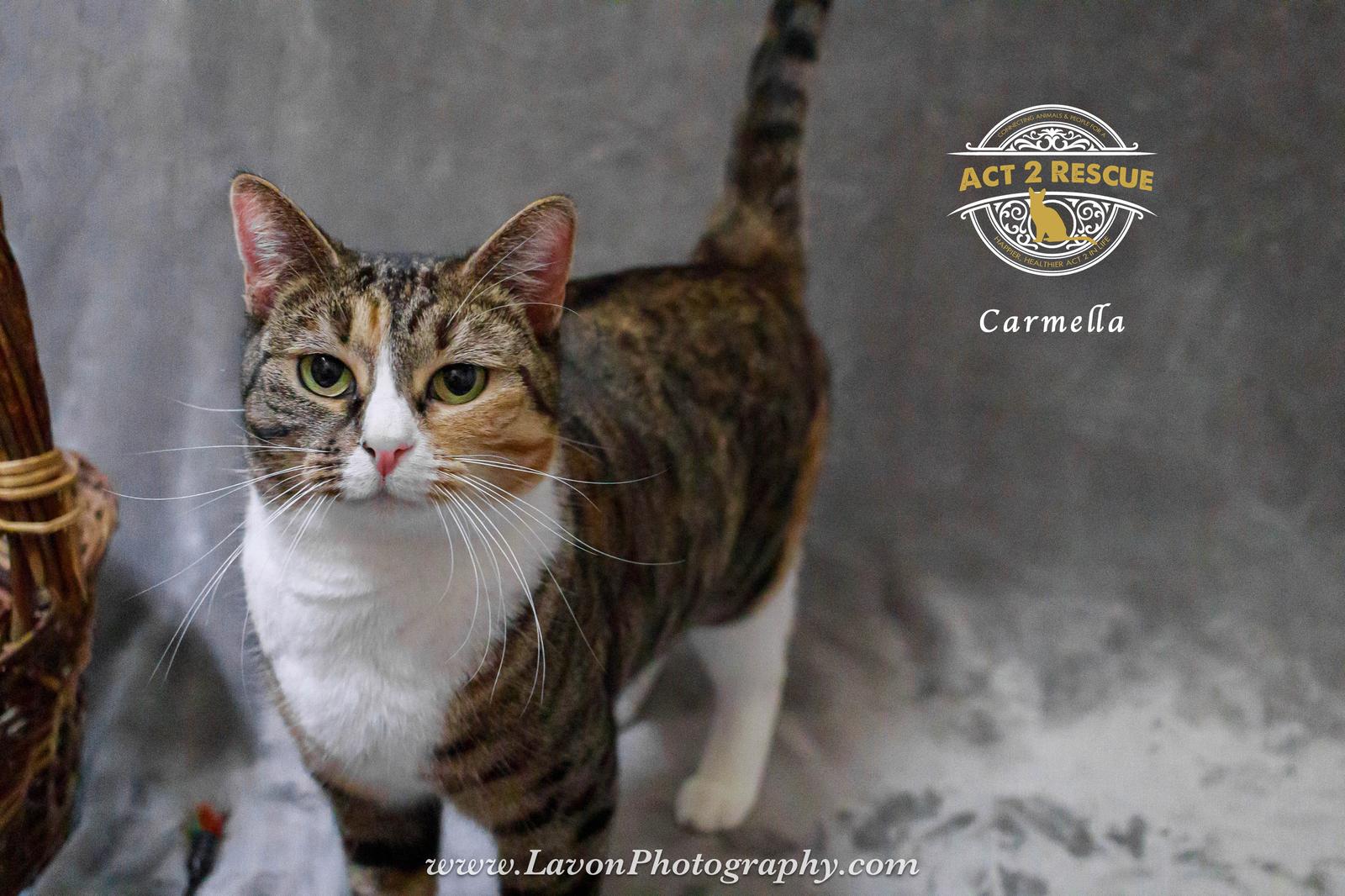 Enlarge Carmella, a Adoptable Domestic Short Hair in Riverside, CA image 3/3