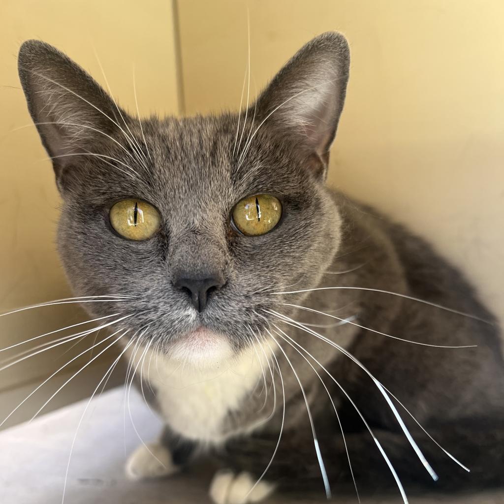 Bo Derek, Senior Female Domestic Short Hair
