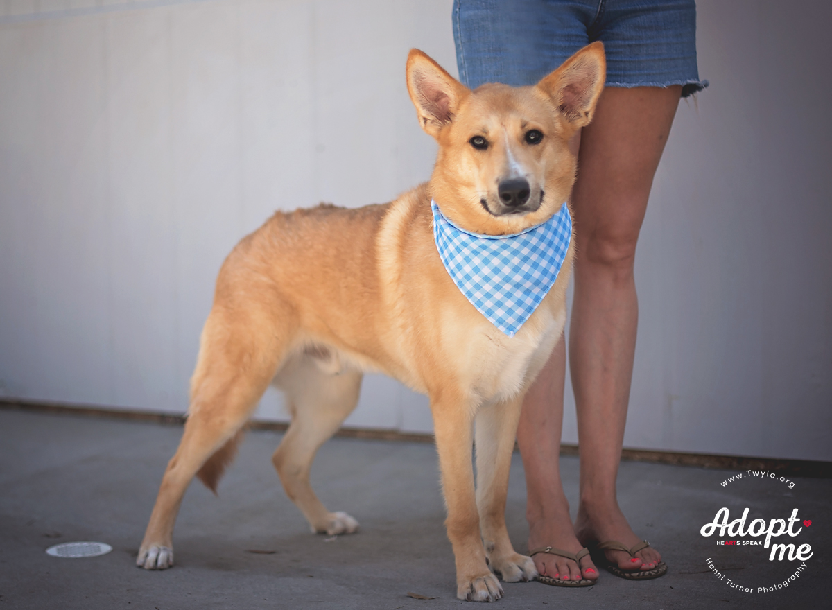 Bambi, a Adoptable mixed breed in Kingwood, TX image 3/6