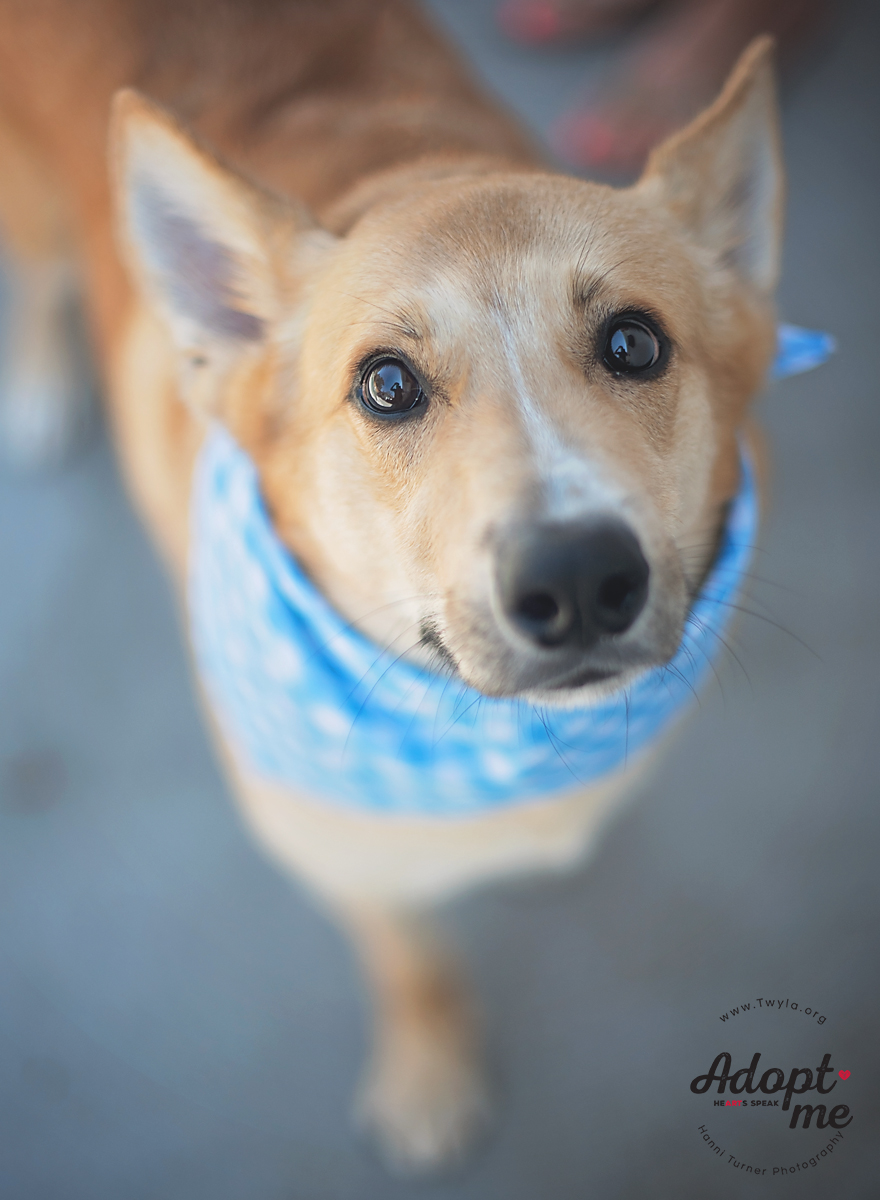 Bambi, a Adoptable mixed breed in Kingwood, TX image 2/6