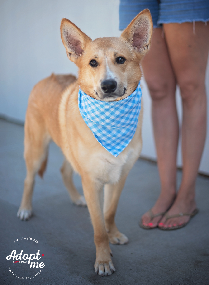 Bambi, a Adoptable mixed breed in Kingwood, TX image 4/6