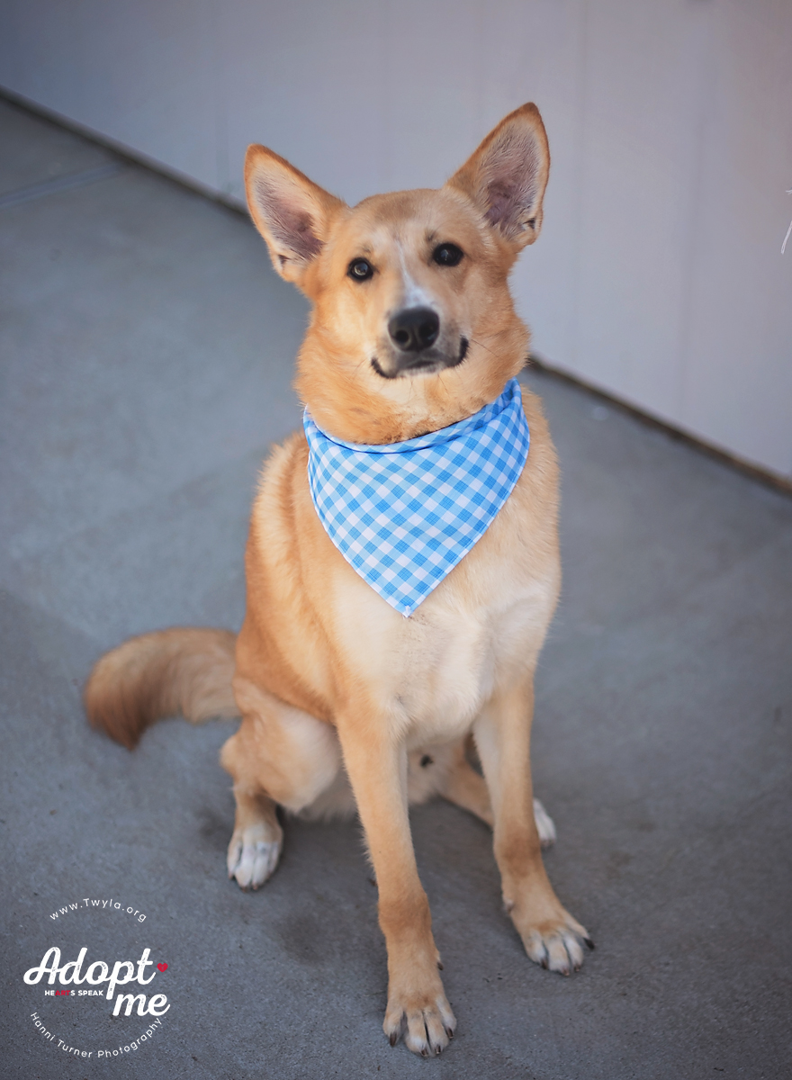 Bambi, a Adoptable mixed breed in Kingwood, TX image 6/6