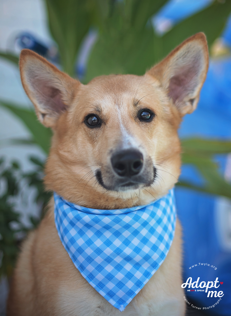 Bambi, a Adoptable mixed breed in Kingwood, TX image 5/6