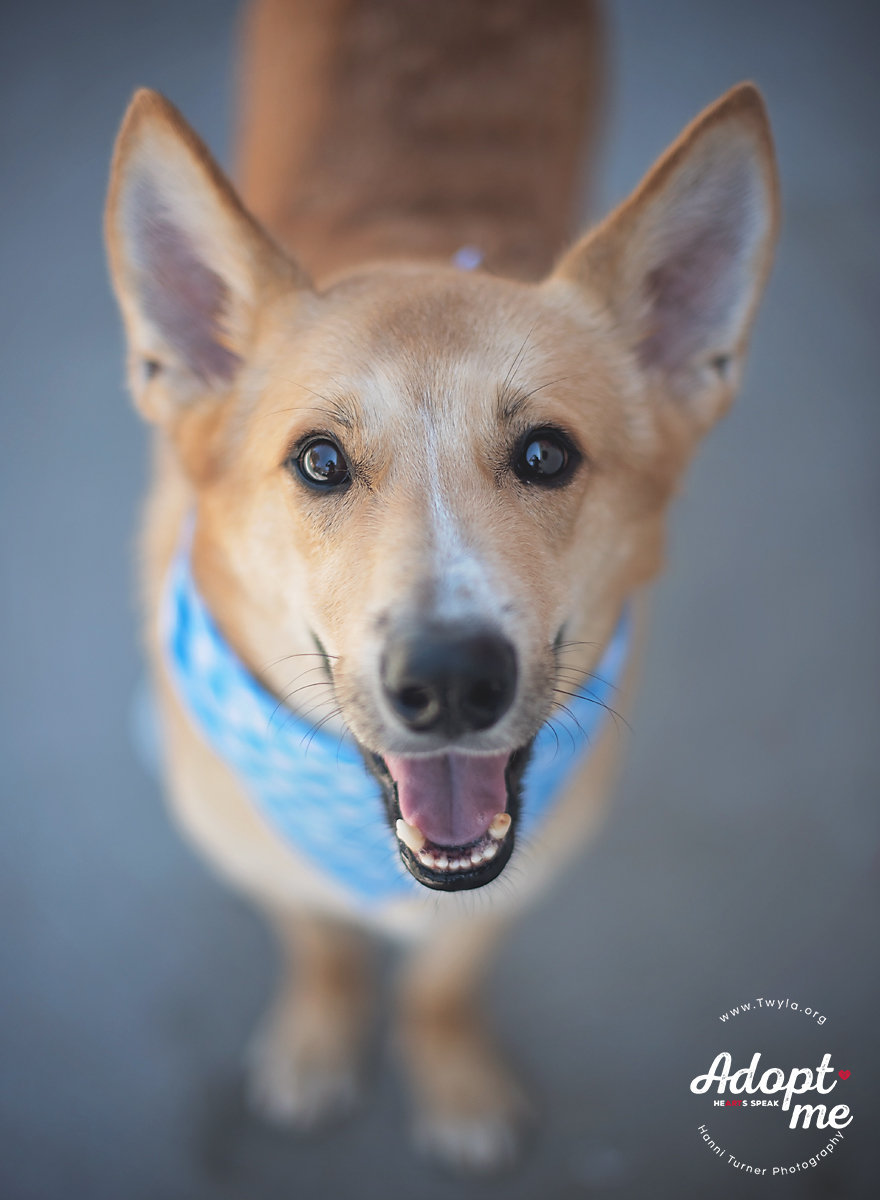 Bambi, Adoptable, Young Male German Shepherd Dog & Carolina Dog.