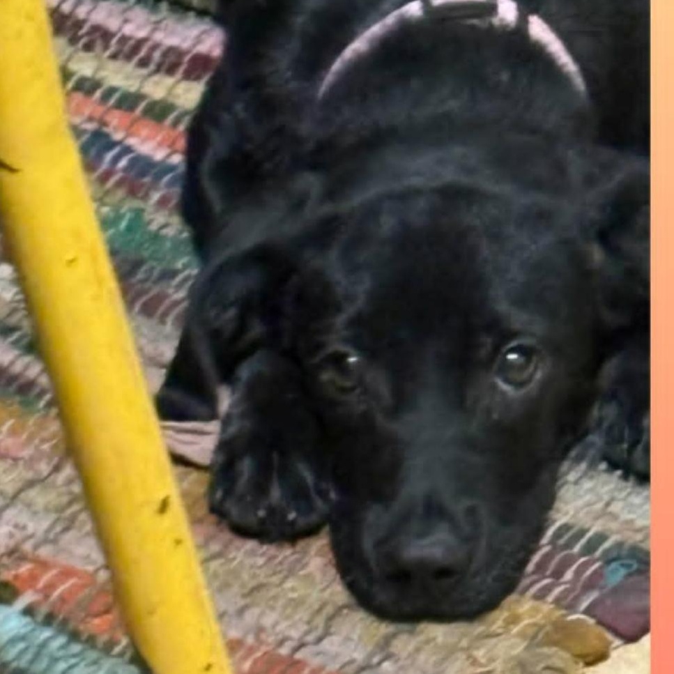 Biscuit, Adoptable, Young Male Patterdale Terrier / Fell Terrier.