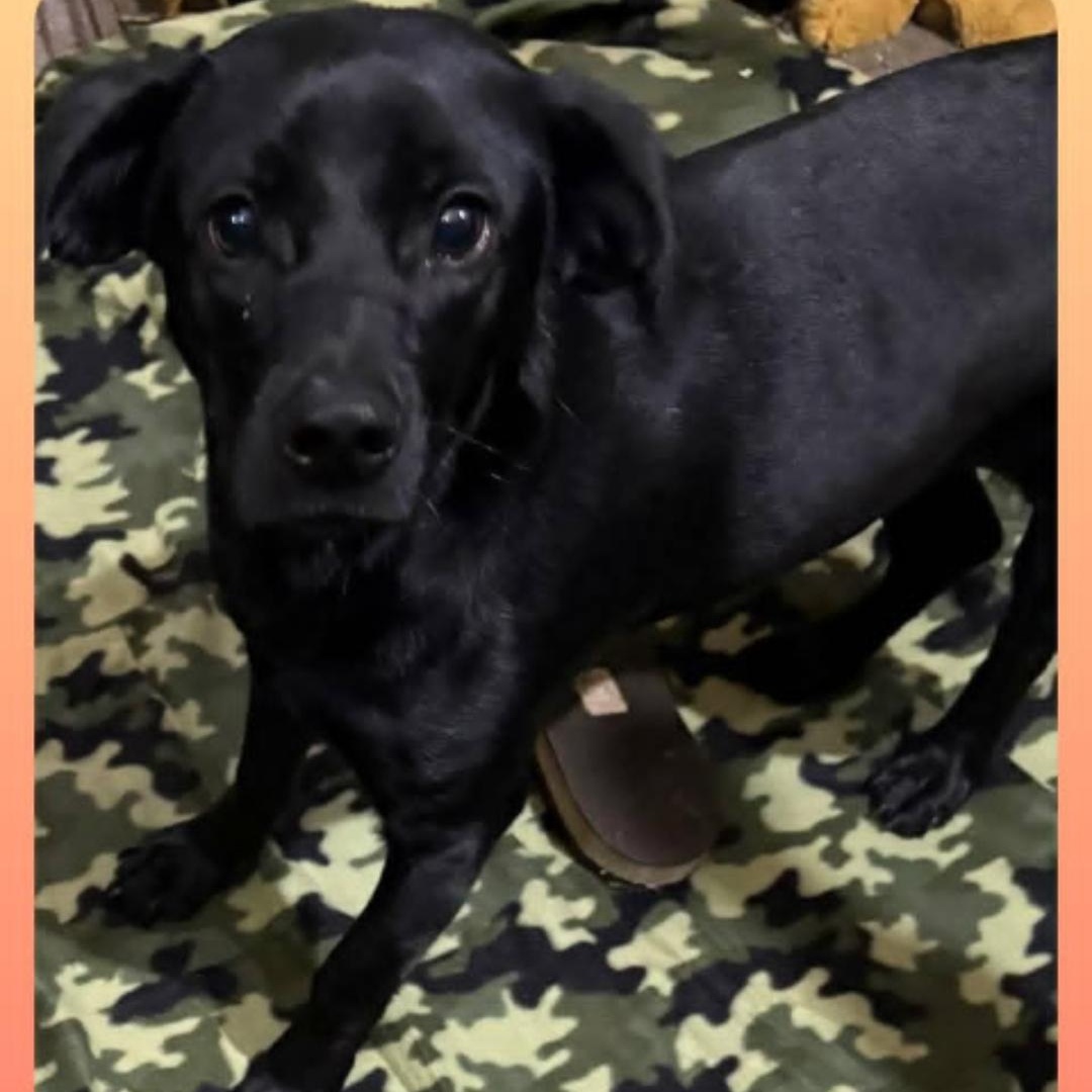 Enlarge Biscuit, a Adoptable Patterdale Terrier / Fell Terrier in kaplan , LA image 4/4