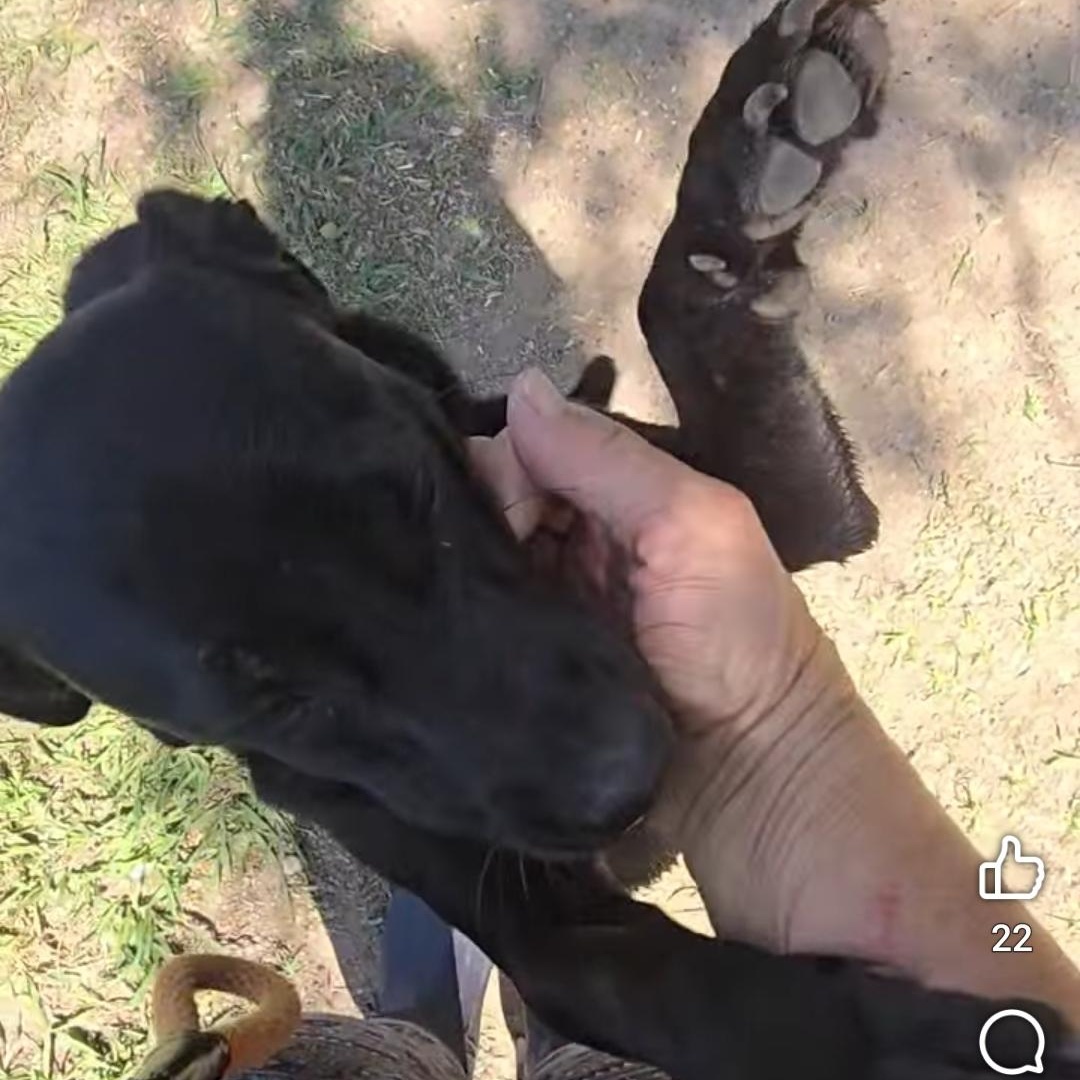 Enlarge Biscuit, a Adoptable Patterdale Terrier / Fell Terrier in kaplan , LA image 2/4