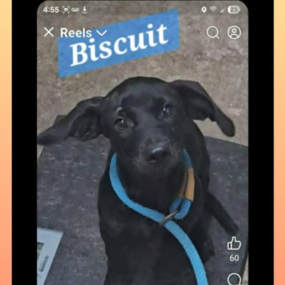Enlarge Biscuit, a Adoptable Patterdale Terrier / Fell Terrier in kaplan , LA image 3/4
