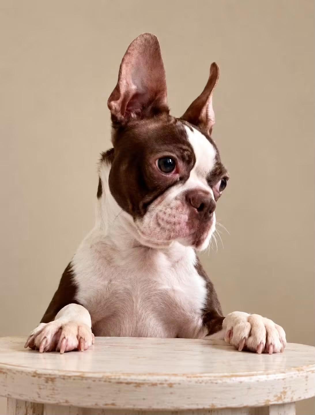 Baby Buttons, Adoptable, Adult Female Boston Terrier.