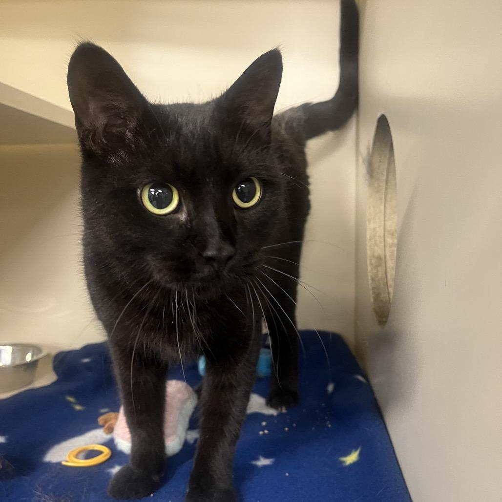 Enlarge Blair, a Adoptable Domestic Short Hair in Hinsdale, IL image 1/1