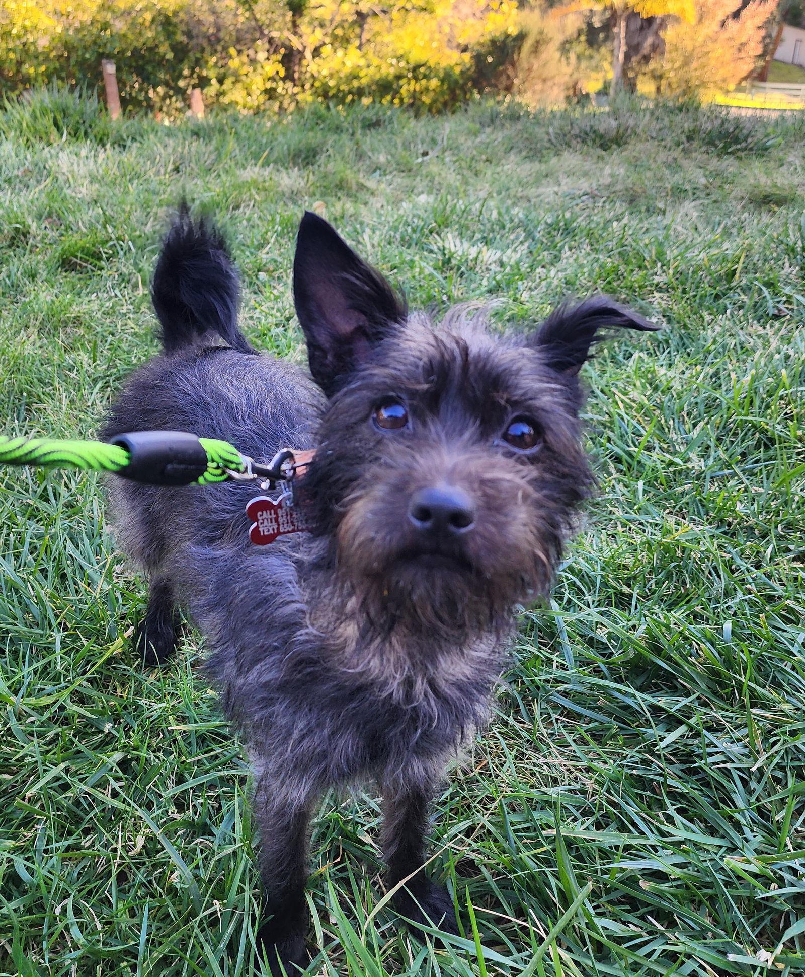 Cheyanne, a Adopted mixed breed in Palo Alto, CA image 1/3