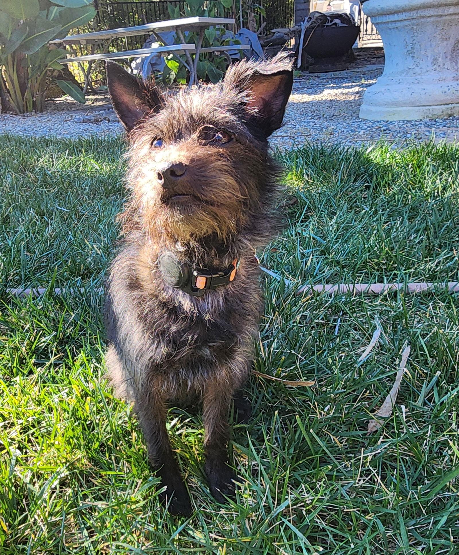 Cheyanne, a Adopted mixed breed in Palo Alto, CA image 3/3