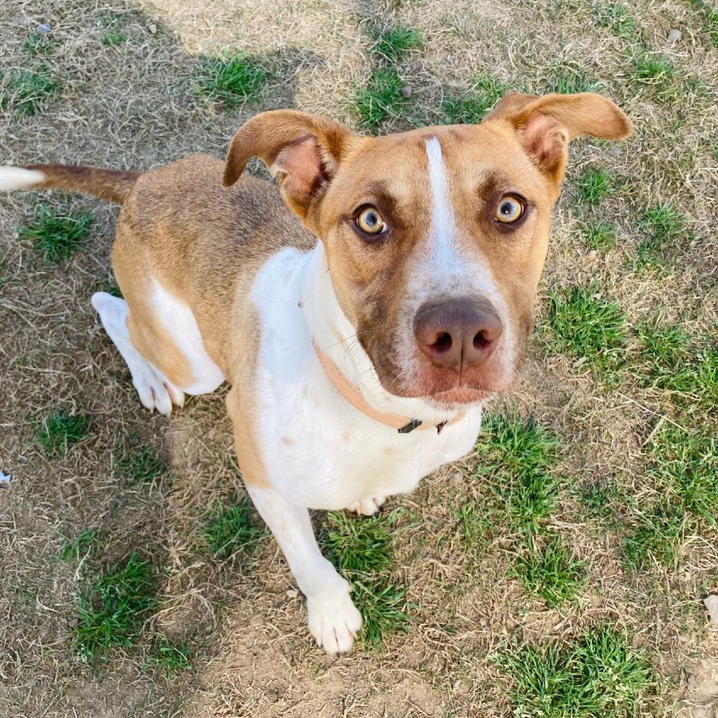 Auggie, Adoptable, Young Male Terrier & Hound.