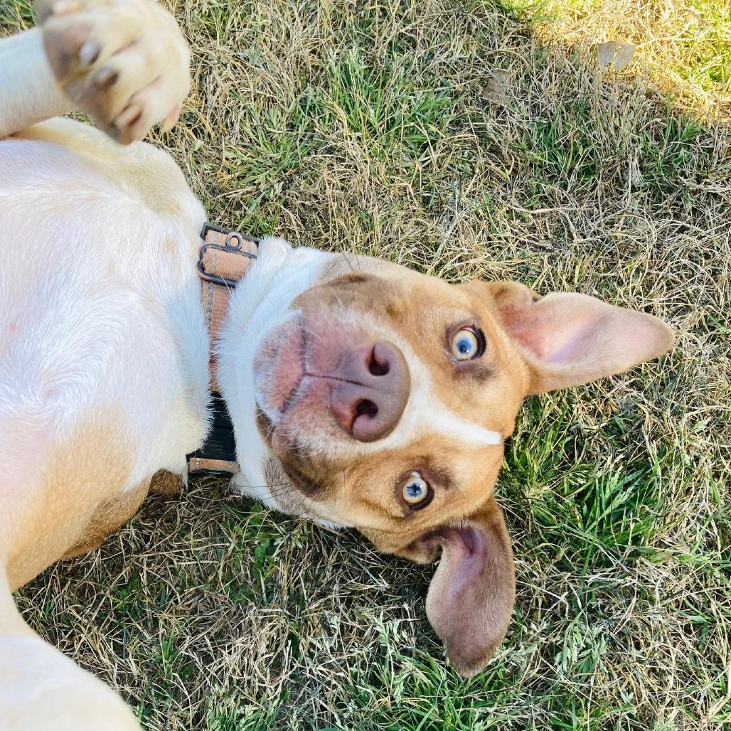 Enlarge Auggie, a Adoptable mixed breed in Cabot, AR image 2/5