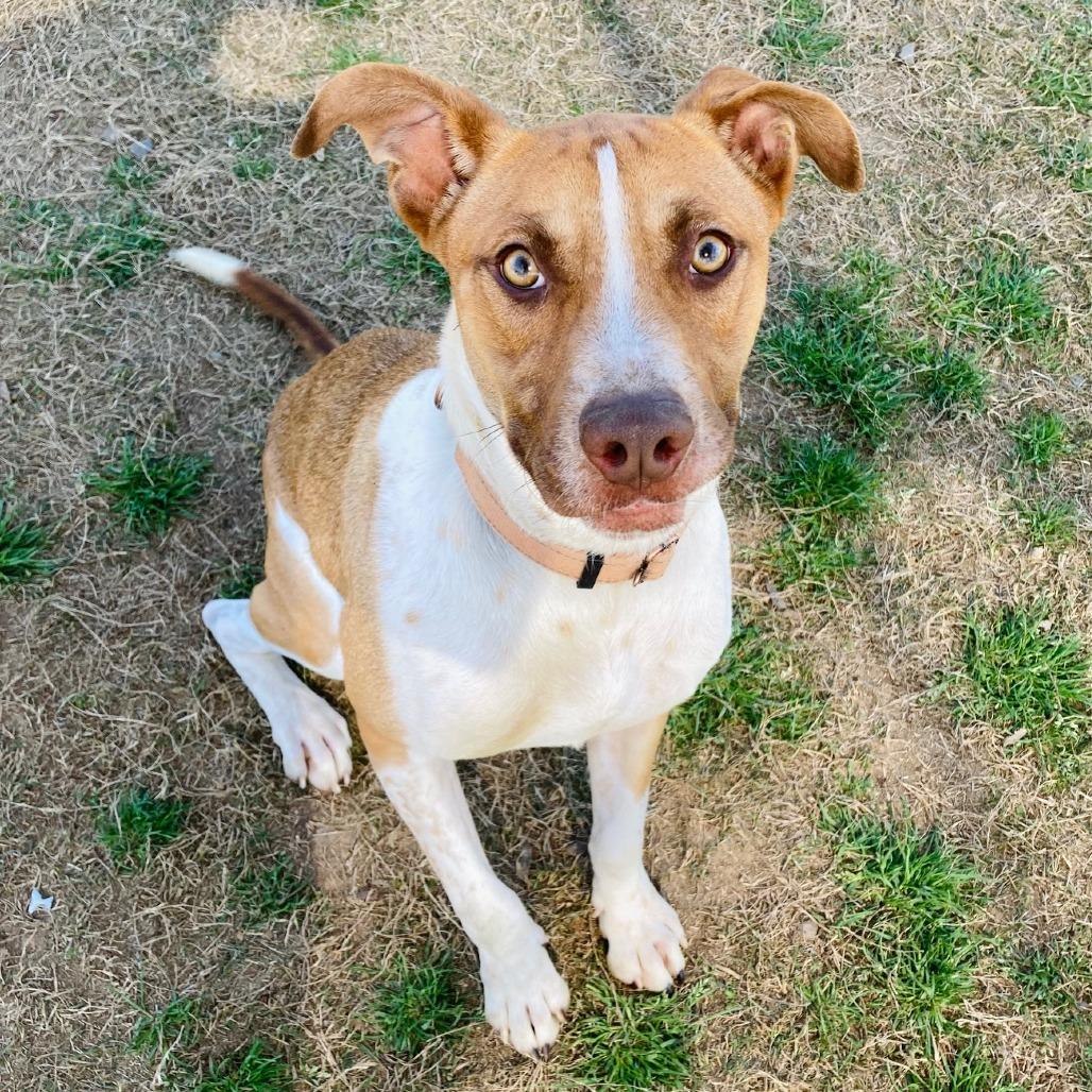 Enlarge Auggie, a Adoptable mixed breed in Cabot, AR image 3/5
