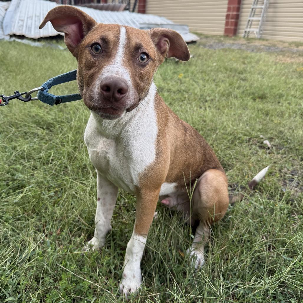 Auggie, Adoptable, Young Male Terrier & Hound.