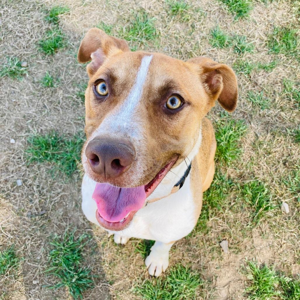 Enlarge Auggie, a Adoptable mixed breed in Cabot, AR image 4/5