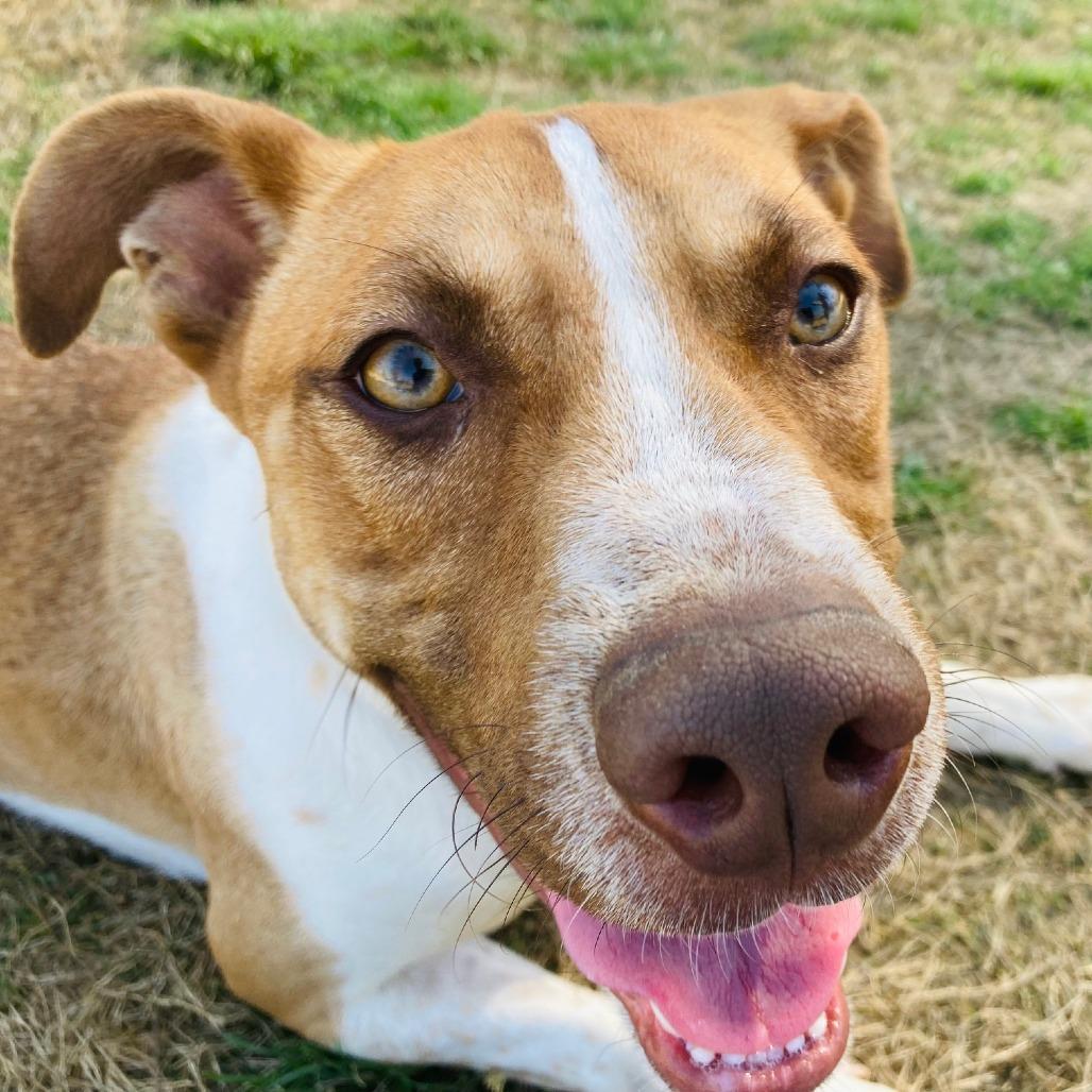 Enlarge Auggie, a Adoptable mixed breed in Cabot, AR image 5/5