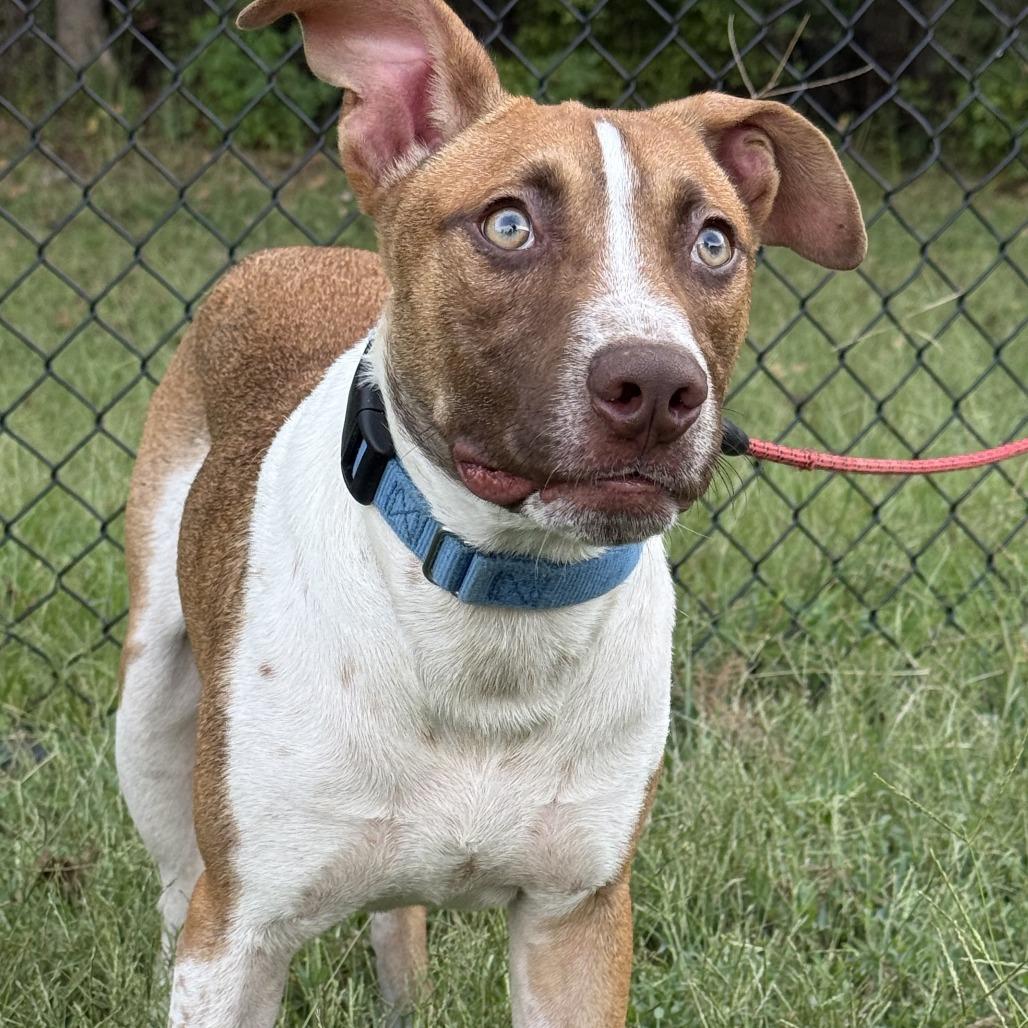 Enlarge Auggie, a Adoptable mixed breed in Cabot, AR image 2/2