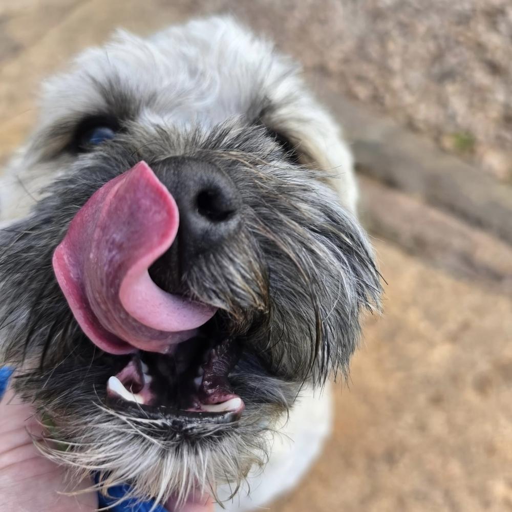 Sugar Bear, Adopted, Young Male Shih Tzu & Poodle.
