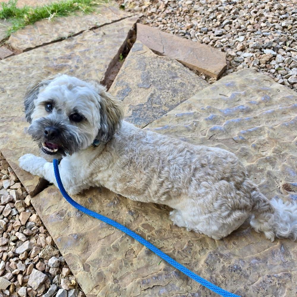 Sugar Bear, a Adopted mixed breed in Hurricane, UT image 2/5