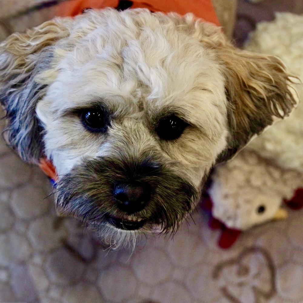 Sugar Bear, a Adopted mixed breed in Hurricane, UT image 3/5