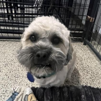 Sugar Bear, a Adopted mixed breed in Hurricane, UT image 4/5