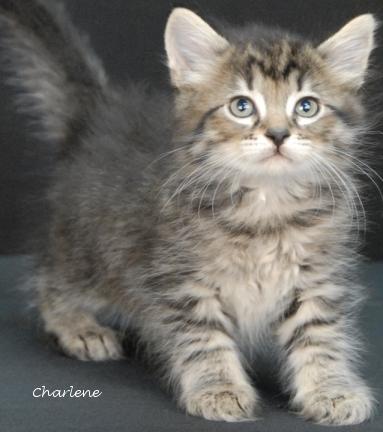 Cashew, a Adoptable mixed breed in Newland, NC image 2/3