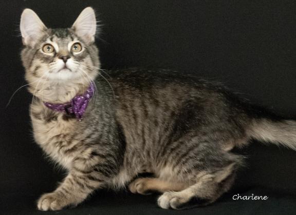 Cashew, a Adoptable mixed breed in Newland, NC image 1/3