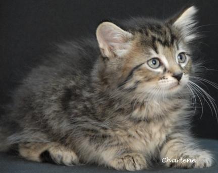 Cashew, a Adoptable mixed breed in Newland, NC image 3/3