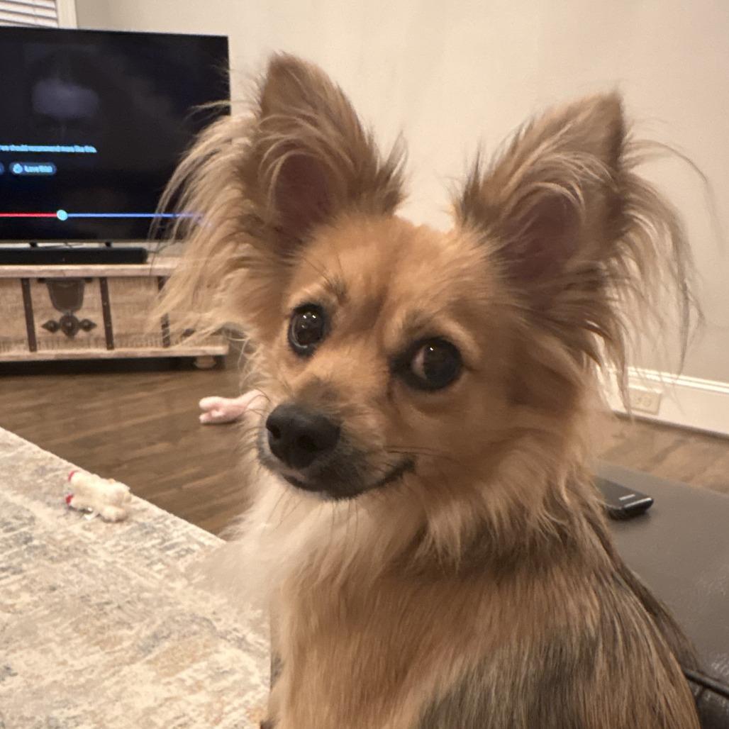 Enlarge Gandolf, a Adoptable Chihuahua in Summerfield, NC image 1/1