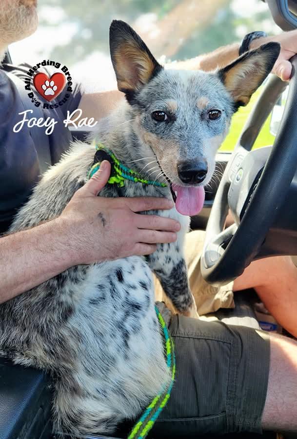 Joey Rae photo 2