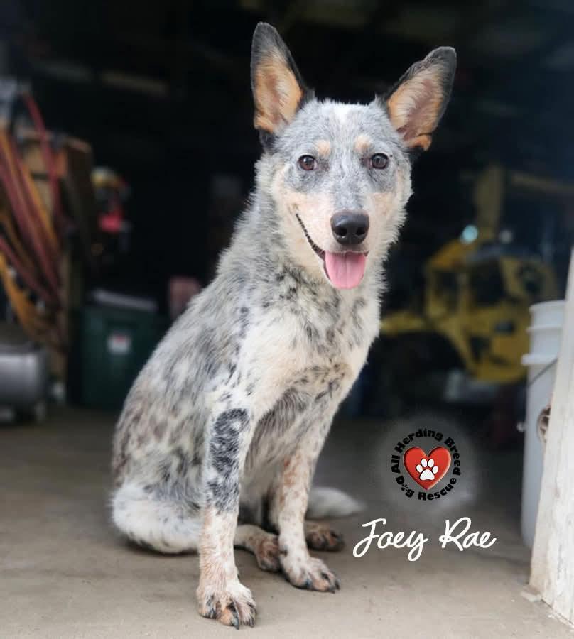 Joey Rae photo 3
