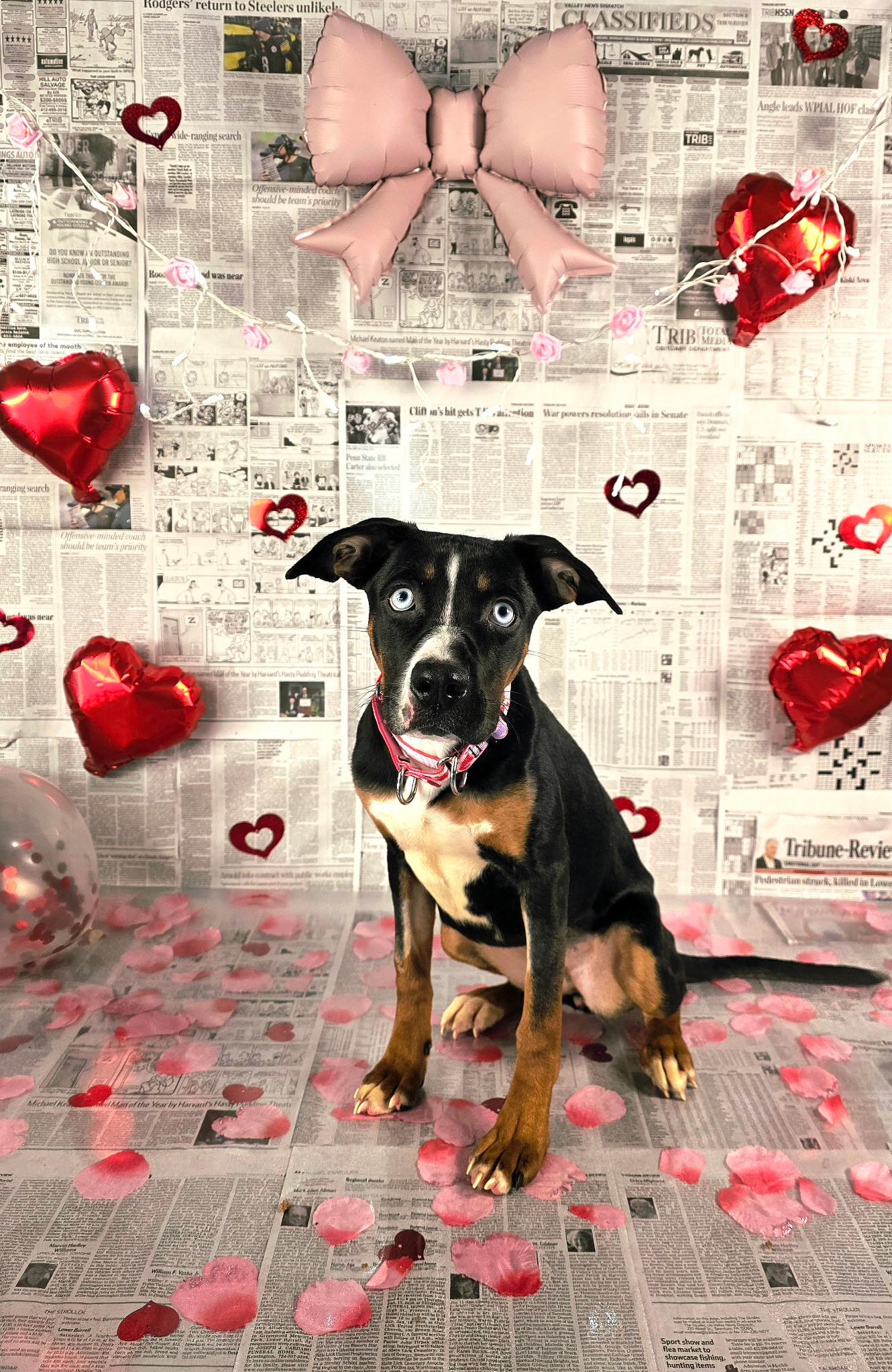 Enlarge RAIN tinycauseadopt@gmail.com , a ADOPTABLE mixed breed in Vandergrift, PA image 5/5