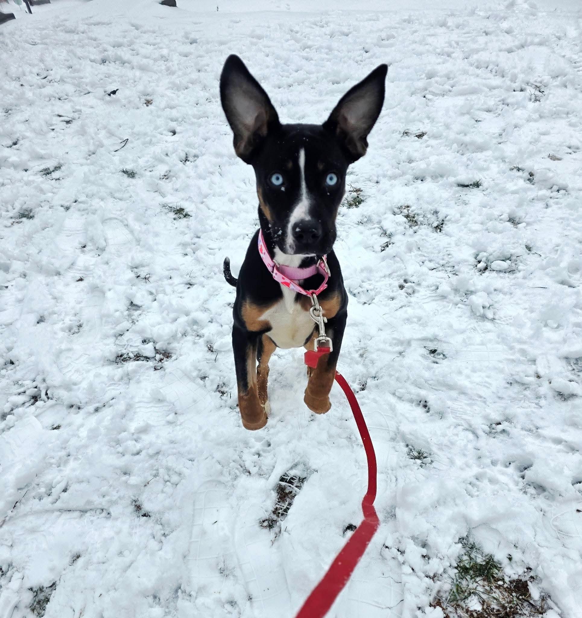 Enlarge RAIN tinycauseadopt@gmail.com , an adopted mixed breed in Vandergrift, PA image 2/6