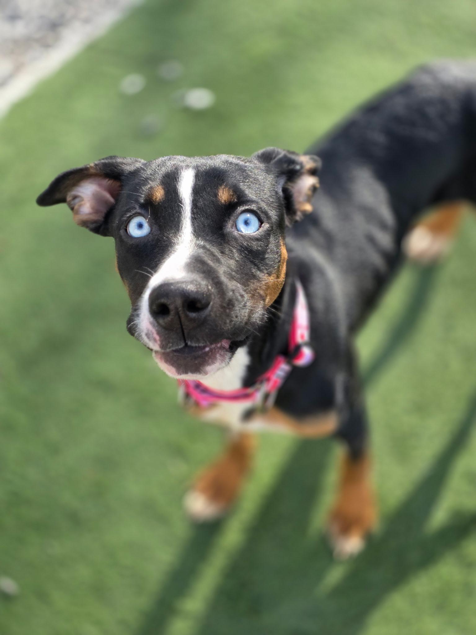 Enlarge RAIN tinycauseadopt@gmail.com , a ADOPTABLE mixed breed in Vandergrift, PA image 2/5