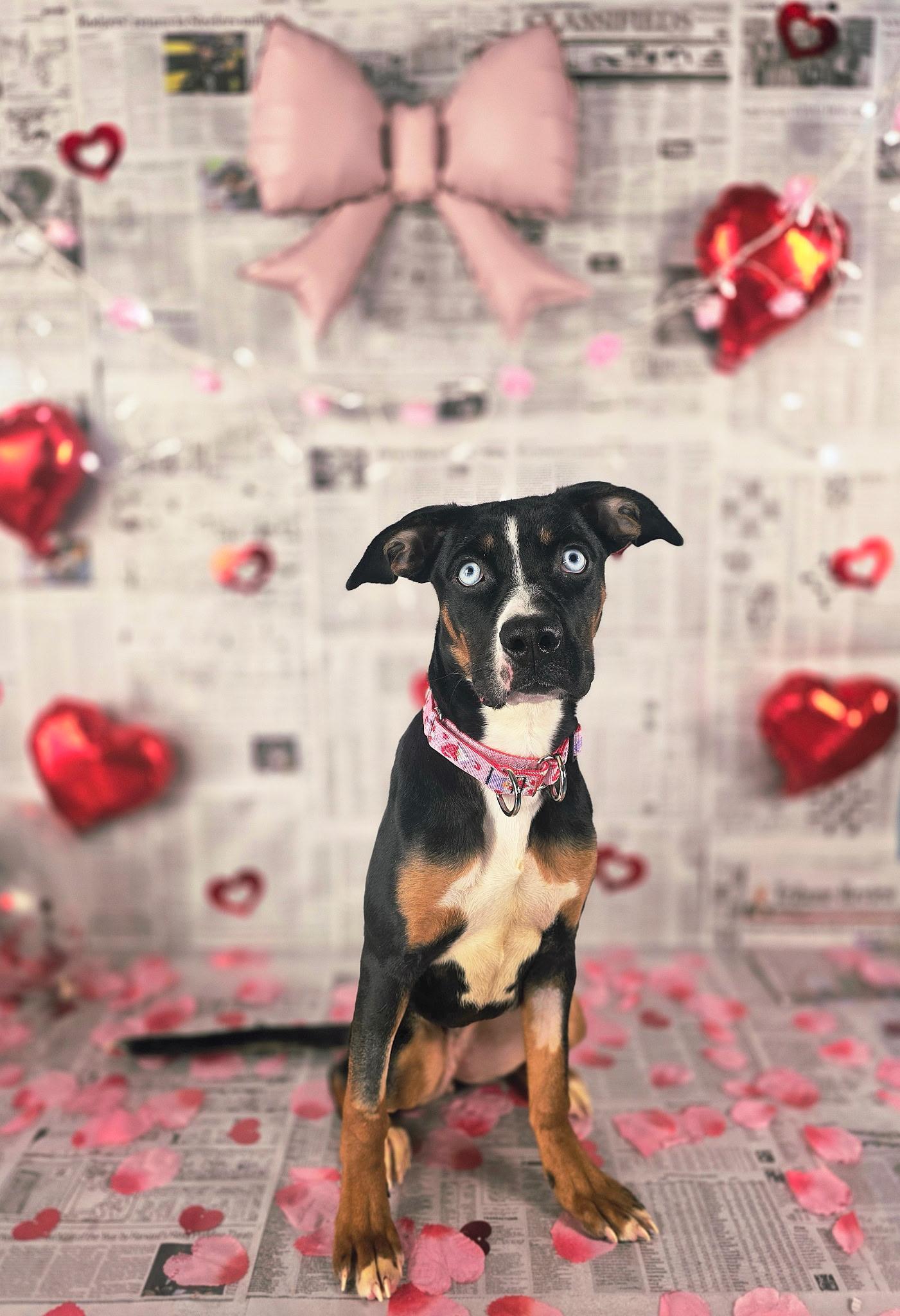 Enlarge RAIN tinycauseadopt@gmail.com , a ADOPTABLE mixed breed in Vandergrift, PA image 4/5