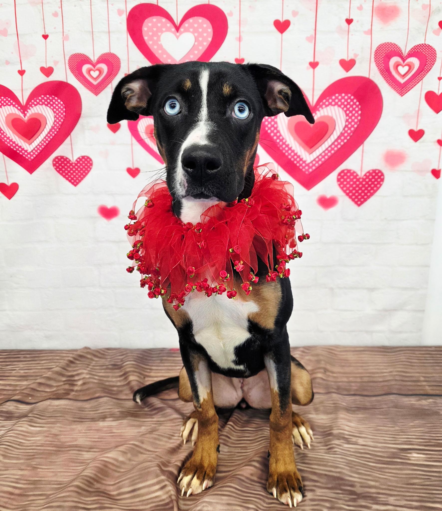 Enlarge RAIN tinycauseadopt@gmail.com , a ADOPTABLE mixed breed in Vandergrift, PA image 1/5