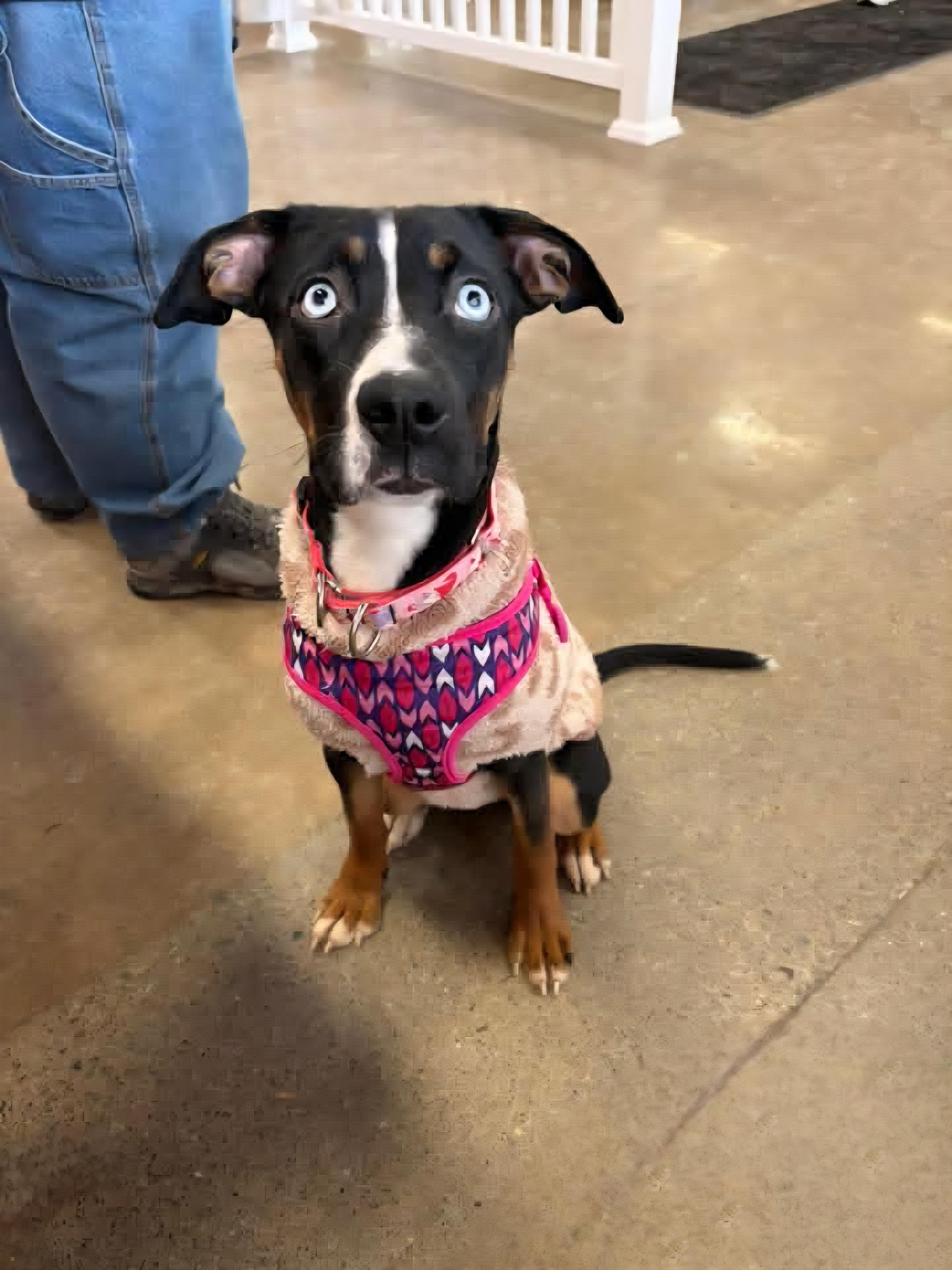 Enlarge RAIN tinycauseadopt@gmail.com , an adopted mixed breed in Vandergrift, PA image 1/6